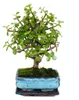 Bonsaj - Portulacaria afra - Nefritovník - Africký sloní Náhled obrázku produktu 1