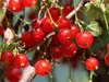 Johannisbeere ´ROLAN´ auf Stamm 60-70 cm, wurzelnackt Produktbild-Vorschau 4