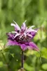 Monarda didyma, Indianernessel, rot, ca. 9x9 cm Topf Produktbild-Vorschau 2