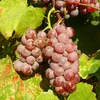 Weinrebe Delaware, 0.3 m hoch, starkwüchsig, süße Früchte Produktbild-Vorschau 1