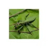 Collecta - Mantis Religiosa -L- 88351 (90188351) COLECTA Náhľad obrázku produktu 2