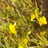 Rooibos (Aspalathus linearis) – 10 nasion Podgląd zdjęcia produktu 1