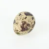 12 Wachteleier ausgeblasen 3cm natur Eier Ostereier Ostern Produktbild-Vorschau 2