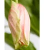 Dehner Medinille, Medinilla magnifica, rosa-farbene Blüten, Produktbild-Vorschau 3