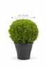 Buchsbaum Kugel Ø 22–25 cm – Buxus sempervirens Produktbild-Vorschau 5