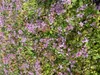 6 x Epimedium grand. 'Lilafee' - Elfflower - Topf 9x9 cm Anteprima dell’immagine prodotto 4