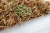 Aquarium Bodengrund Mech Torfowiec Sphagnum Moss 150 g, ca. Produktbild-Vorschau 3