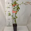 Vite di pizzo d'argento (Fallopia aubertii) 1L Anteprima dell’immagine prodotto 2