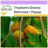 SAFLAX - Tropikalne Drzewo Melonowe - 30 Nasiona - Carica Podgląd zdjęcia produktu 10
