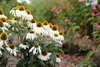 6 x  Echinacea purp. 'Baby Swan White' - Sonnenhut - Topf 9 Produktbild-Vorschau 3