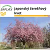 SAFLAX - Japonský čerešňový kvet - Prunus serrulata - 30 Náhľad obrázku produktu 10