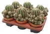 Bauernkaktus - Echinopsis cv. haku-jo maru - 10,5cm Topf - Produktbild-Vorschau 2