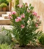 Oleander Semplice Rosa 120–140 cm – Rosa blühender Produktbild-Vorschau 3