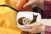 KitchenYeah® Lunchbox Brotzeit Brotdose 17x11 cm Lama - Produktbild-Vorschau 4
