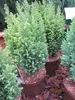 Chamaecyparis lawsoniana Ellwoods Gold - Gelbe Produktbild-Vorschau 3