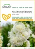 SAFLAX  - Rose trémière blanche - 100 graines - Alcea Voir les images du produit 1