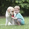 A young boy and a yellow Labrador dog are playing with a red toy in the grass. Anteprima dell’immagine prodotto