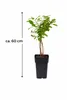 Mirtillo siberiano "Wojtek" circa 60 cm – Lonicera caerulea Anteprima dell’immagine prodotto 4
