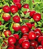 BALDUR Garten 3x Cranberry-Beere, Moosbeere, Pflanzen im Produktbild-Vorschau 1