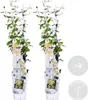 Bloomique - Lot de 2 - Trachelospermum jasminoides - Jasmin Voir les images du produit 2