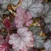Bloomique - 3er-Set - Heuchera Micrantha Palace Purple - Produktbild-Vorschau 4