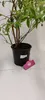 Vaccinium corymbosum 'Pink Lemonade' baie rose bleue - Voir les images du produit 3