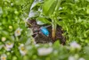 Gardena Reihentropfer regulierbar Produktbild-Vorschau 4