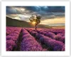 Poster - Poster ohne Rahmen - Lavendel Berge Feld - 50x40 Produktbild-Vorschau 1