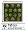 Stauden Gänge 10 x Isotoma fluviatilis - Blauer Produktbild-Vorschau 10