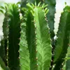 Green boutiQ - Zimmerpflanze - Euphorbia eritrea - Produktbild-Vorschau 4