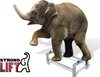 An elephant standing on a metal stand with the 'STRONG LIFT' logo in the foreground. Produktbild-Vorschau