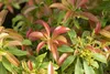 Pieris japonica 'Forest Flame', Japanische Lavendelheide, Produktbild-Vorschau 4