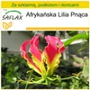 SAFLAX - Zestaw do uprawy - Afrykańska Lilia Pnąca - 15 Podgląd zdjęcia produktu 9