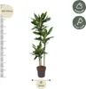 Dracaena Janet Lind Ø24 cm ↕160 cm Pianta da appartamento Anteprima dell’immagine prodotto 1