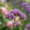6 Verbena bonariensis Gartenpflanzen, purpurfarben, Höhe 20 Produktbild-Vorschau 2
