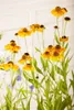 Helenium x cult. 'Wyndley', Sonnenbraut, gelb-orange, ca. Produktbild-Vorschau 2