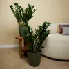 Bloomique - 2er Set - Zamioculcas Zamiifolia - Glücksfeder Produktbild-Vorschau 3