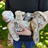 Maman lapin avec bébés Doudou Noxxiez Lapin en peluche Voir les images du produit 4