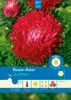 Pabst Keimkraft - Rosen - Aster Leuchtfeuer Samen - 173155 Produktbild-Vorschau 1