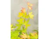 Japanse esdoorn 'Orange Dream', oranje bladkleur. Hoogte: Productafbeelding-voorbeeld 2