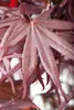 Acer palmatum 'Bloodgood', Japanischer Ahorn, tiefrot, Produktbild-Vorschau 5