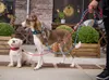 DOG Copenhagen V2  Urban Rope™ Leash Hunting Green S Produktbild-Vorschau 4