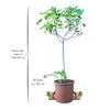 Meine Orangerie - Winterharter Feigenbaum - Echte Feige - Produktbild-Vorschau 2