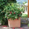 A potted raspberry plant with ripe berries in an outdoor setting. Produktbild-Vorschau