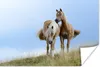 MuchoWow® Poster Haflinger Pferde auf der Wiese 180x120 cm Produktbild-Vorschau 1