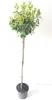 Lorbeerkirsche Hochstamm Kugel 170–180 cm – Prunus Produktbild-Vorschau 1