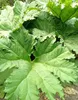 Grande plante *Gunnera manicata*, également appelée Voir les images du produit 5