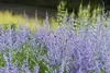 Stauden Gänge 1 x Perovskia atriplicifolia 'Blue Spire' - Produktbild-Vorschau 2