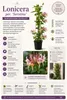 Lonicère du Cap (Lonicera periclymenum 'Serotina') | Plus Voir les images du produit 2