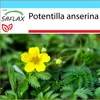 SAFLAX Dárková sada - mochna - Potentilla anserina - 20 Náhled obrázku produktu 9